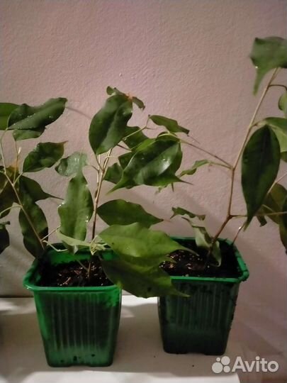 Фикус бенджамина