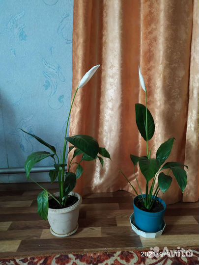 Спатифиллум