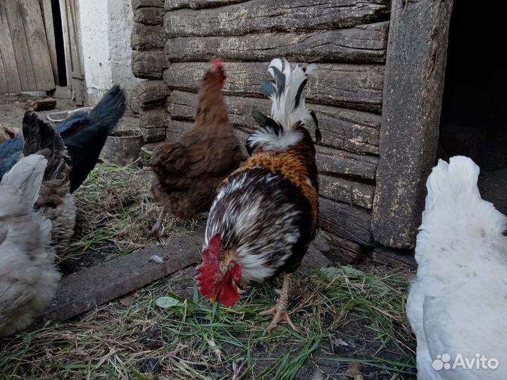 Куры домашние