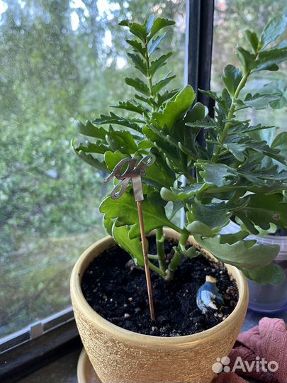 Цветы комнатные - герань, каланхоэ