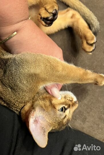 Абиссинские котята дикого окраса с родословной
