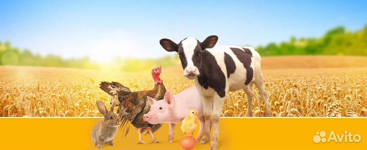 Корма для животных, зерно, комбикорм