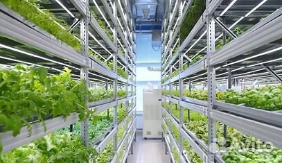 Фитолампа для клубники и ферм