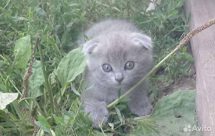 Котята от британской кошки вислоухой