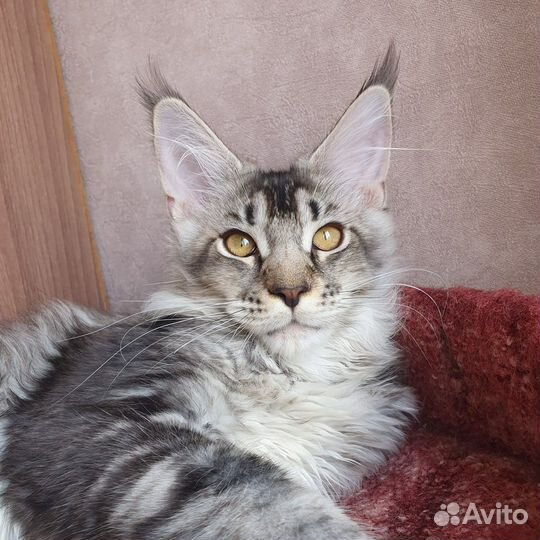 Котята мейн-кун