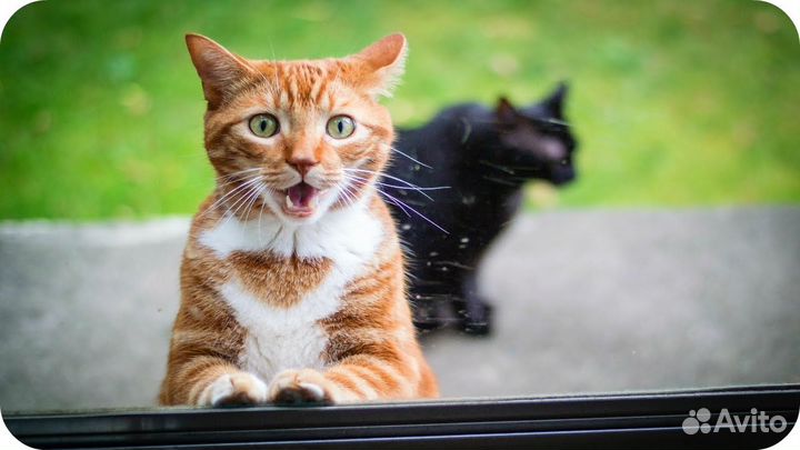 Кошки и коты, различного возраста и окраса