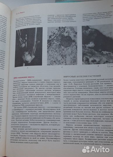 Современная Ботаника, Рейвн П., Эверт Р., Айкхорн