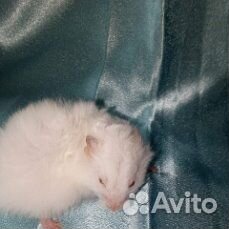 Ангорская сирийская хомячок