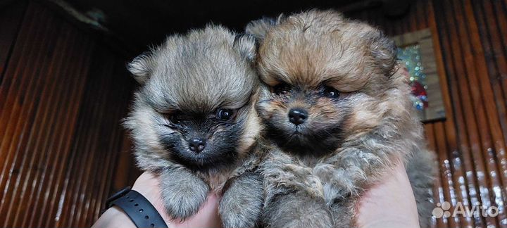 Померанский шпиц мини