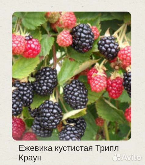 Садовые растения