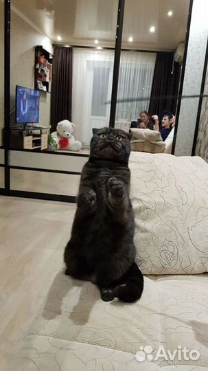 Шотландский кот отдам