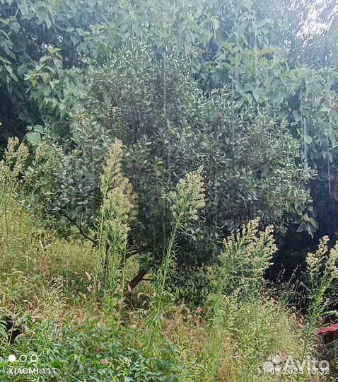 Дерево фейхоа