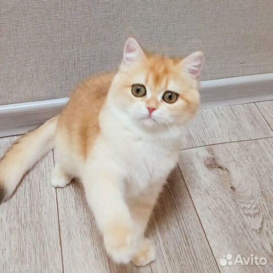 Британский кот ny12 вязка