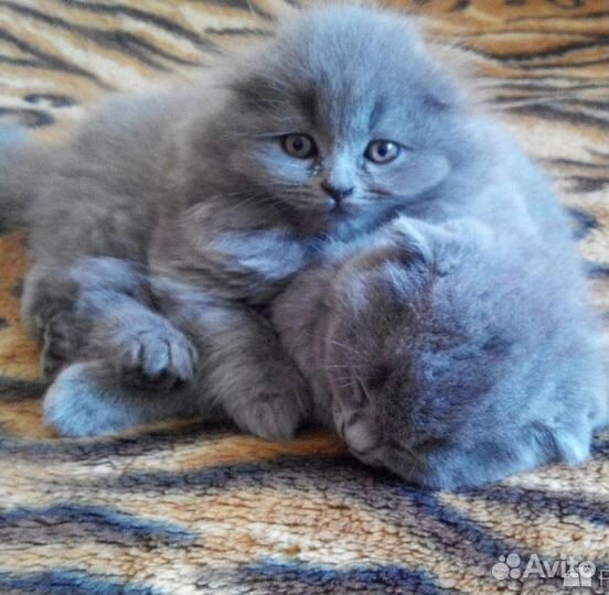 Медвежата плюшевые