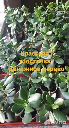 Крассула толстянка