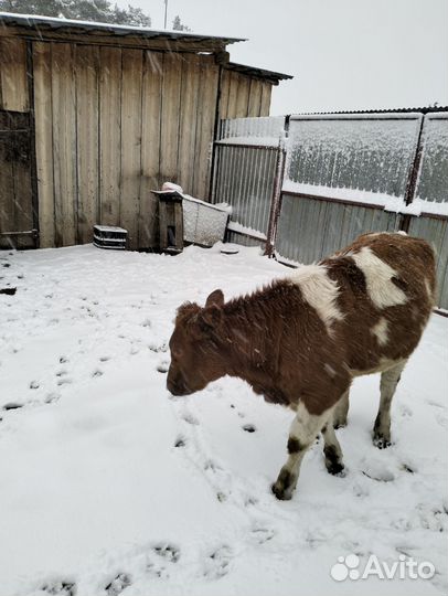 Телки 9 месяцев