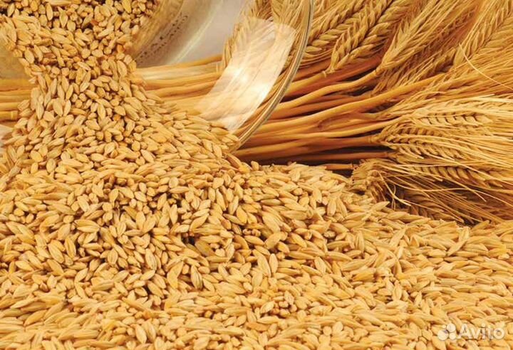 Зерно пшеница, ячмень, овёс