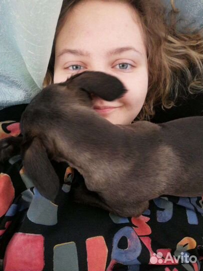 Выгул собак (цена договорная)