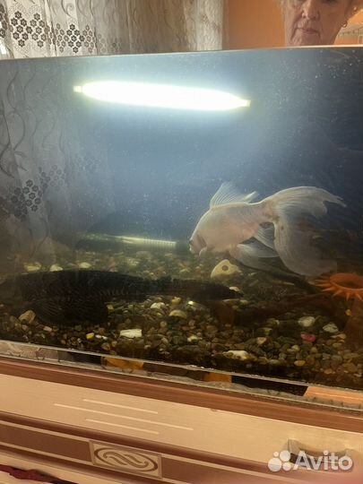 Аквариум с рыбами
