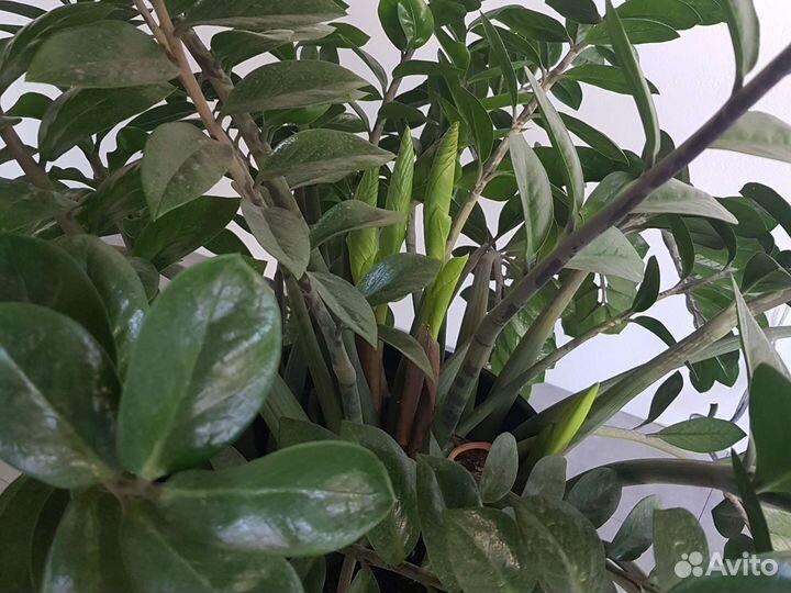 Замиокулькас в кашпо