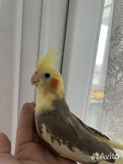 Молодой ручной попугай корелла