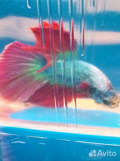 Аквариумная рыбка Петушок