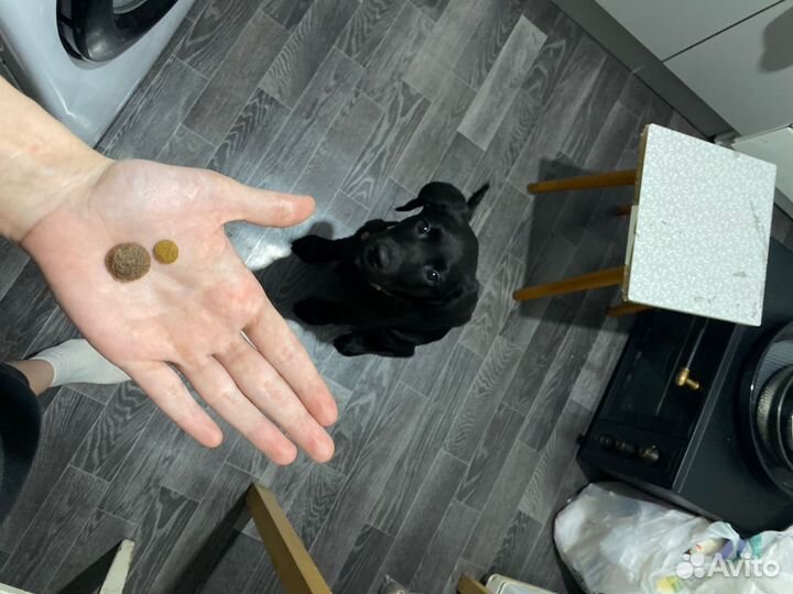 Щенок Лабрадора черный 4,5 мес