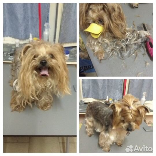 Стрижка Собак Санкт Петербург. м. Озерки Груминг