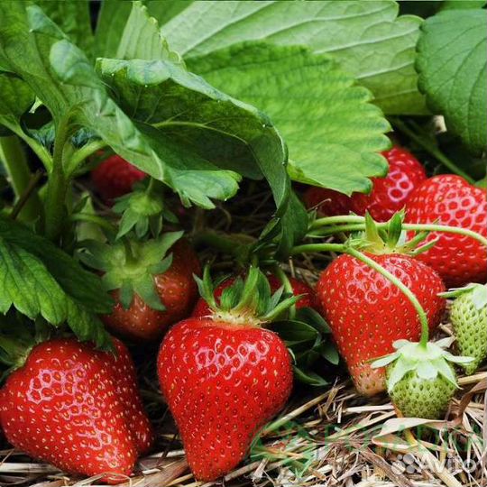 Клубника свежая байкальская