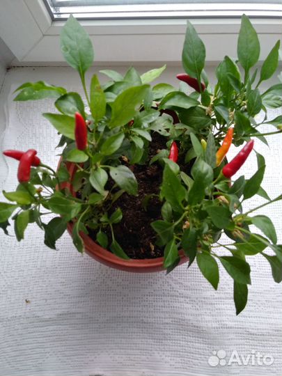 Острый перец 4 шт в горшке