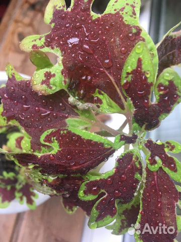 Колеусы вегетативные