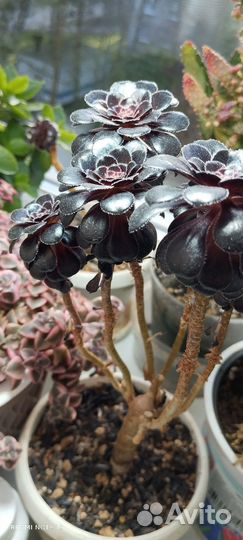 Эониум шварцкопф