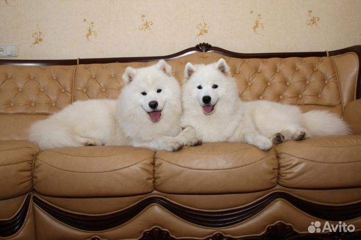 Догситтер передержка собак