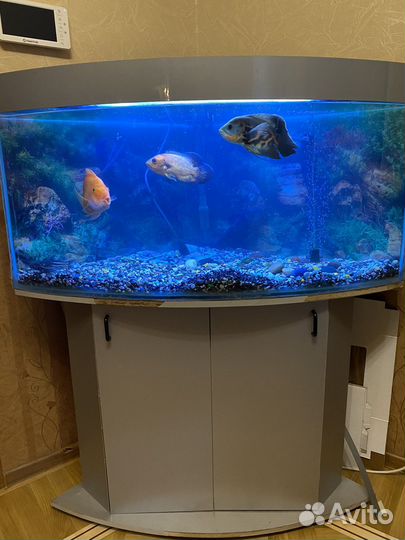 Аквариум с рыбками и полкой