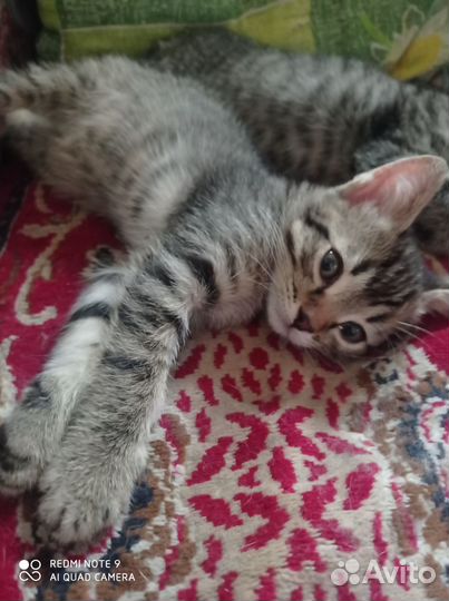 Котëнок