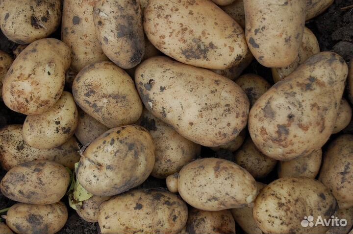 Продам деревенский картофель