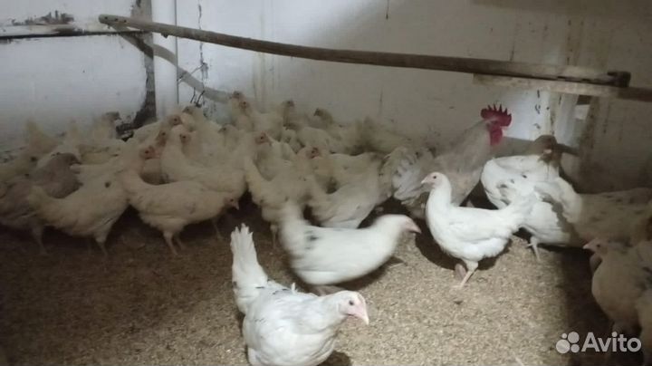 Куры молодки несушки