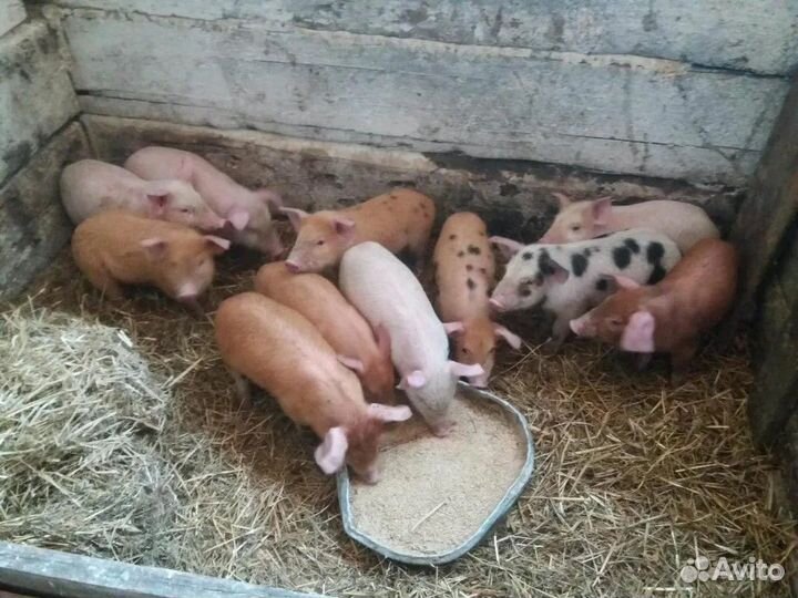 Поросята