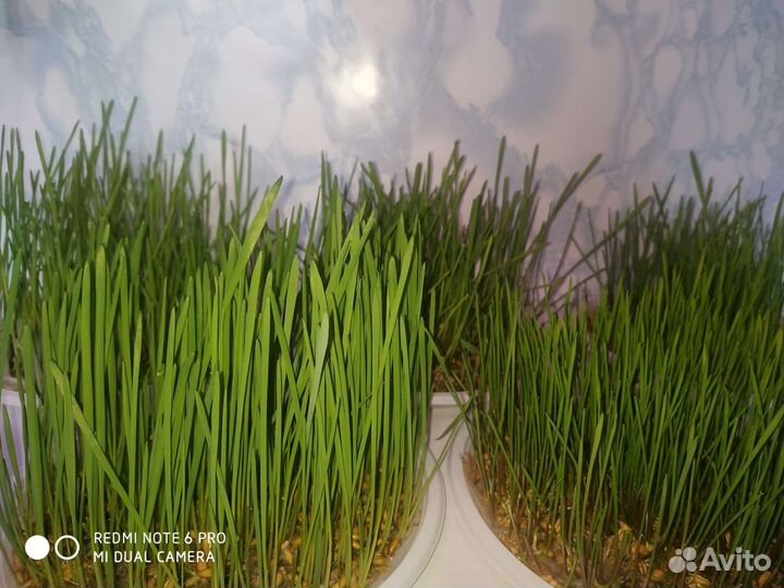 Трава для кошек