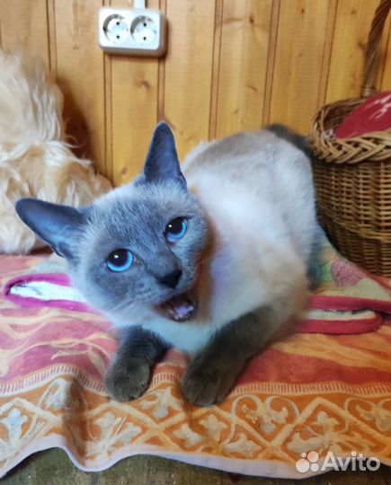 Красавица ищет дом