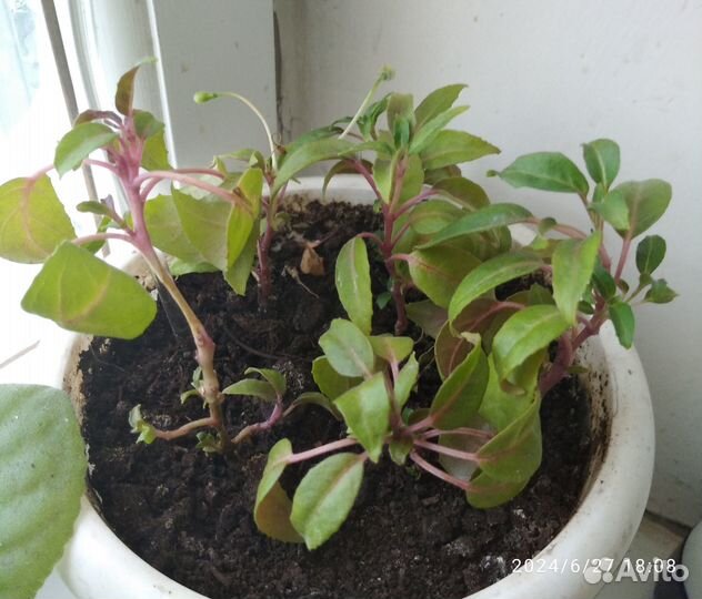 Укорененные черенки фуксии