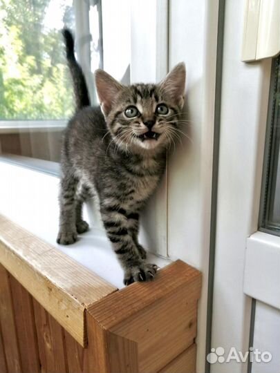 Крошка Мартин