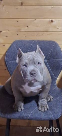 Американский булли