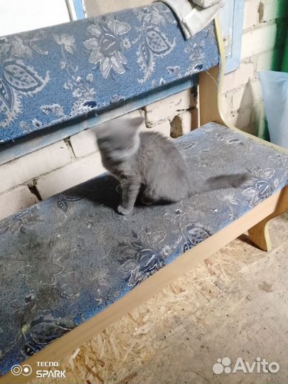 Британская