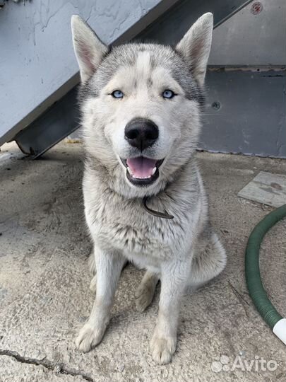 Найден хаски