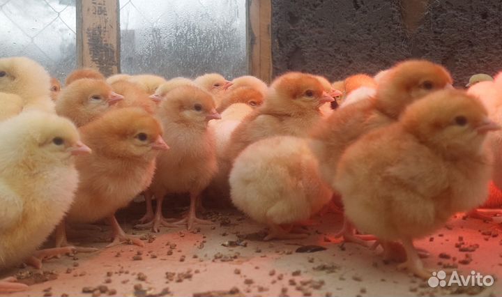 Цыплята недельный несушки ломан браун