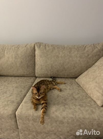 Бенгальский кот вязка