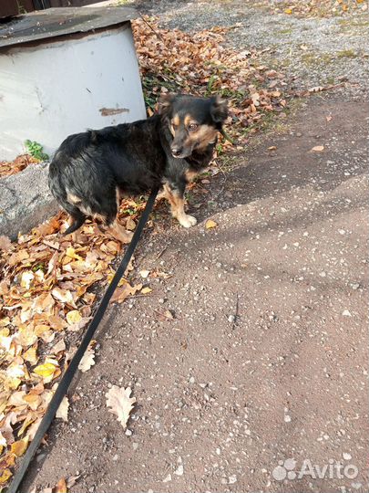 Собака в добрые руки