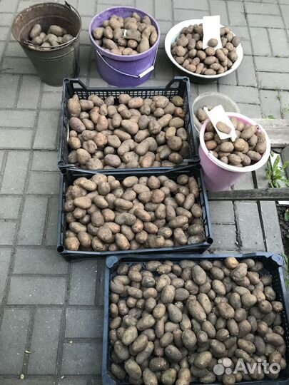 Семенной картофель