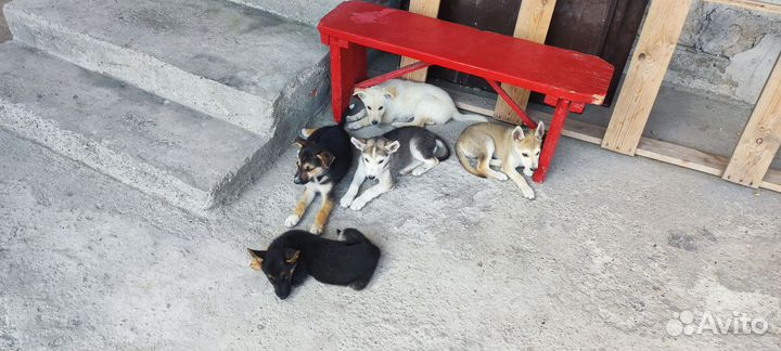 Щенки помесь европейской овчарки и хаски